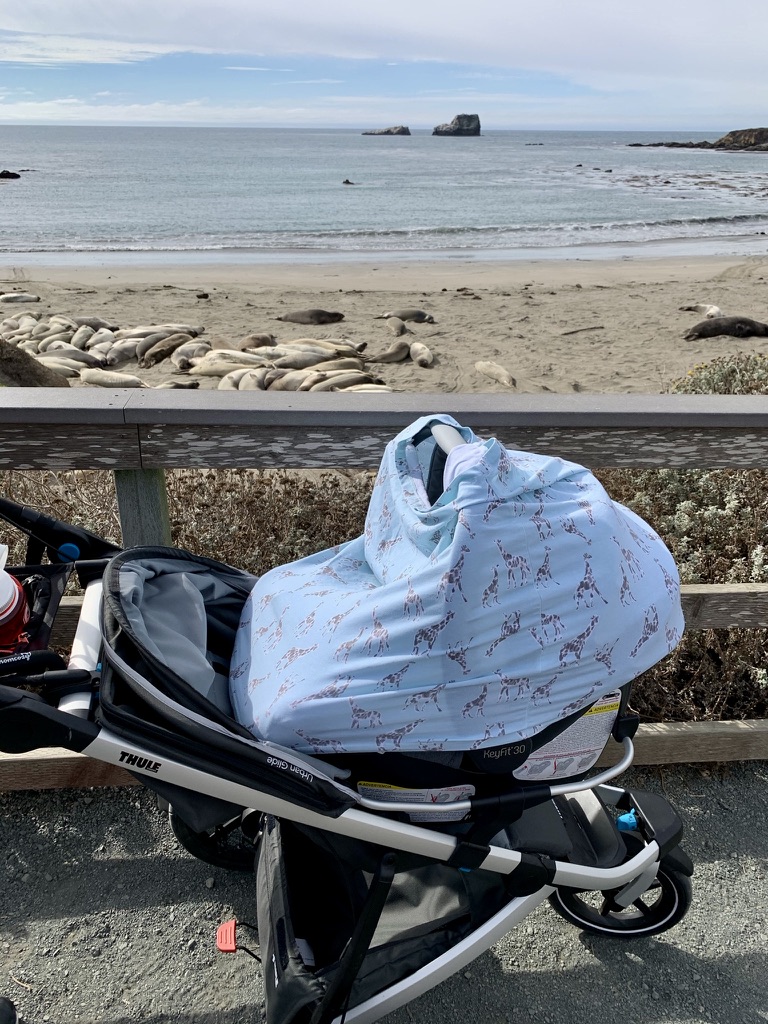 infant stroller in front of elephant seals lounging on central california beach