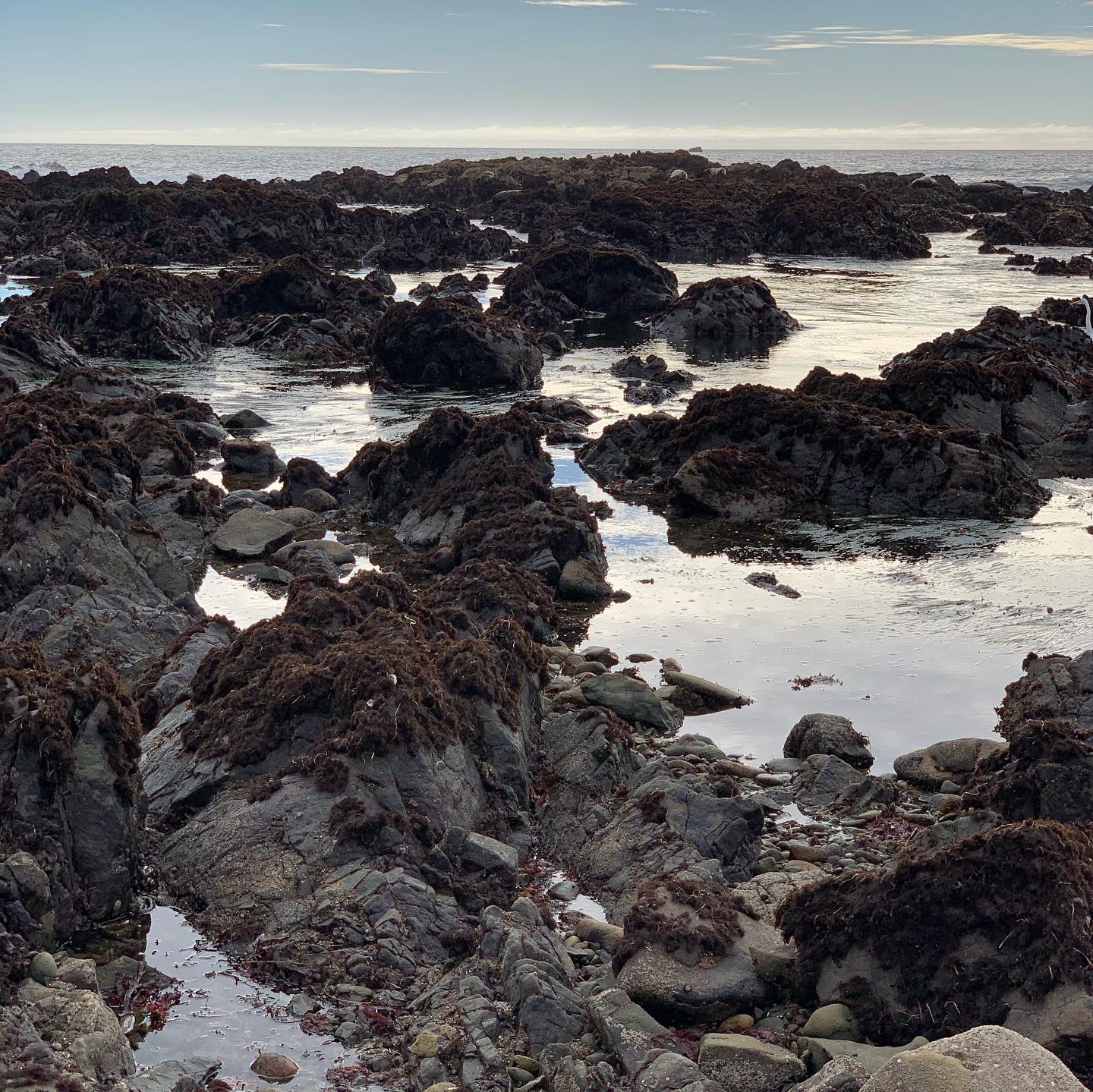 tidepools covered in kelp and barnacles at low tide in Central California coast