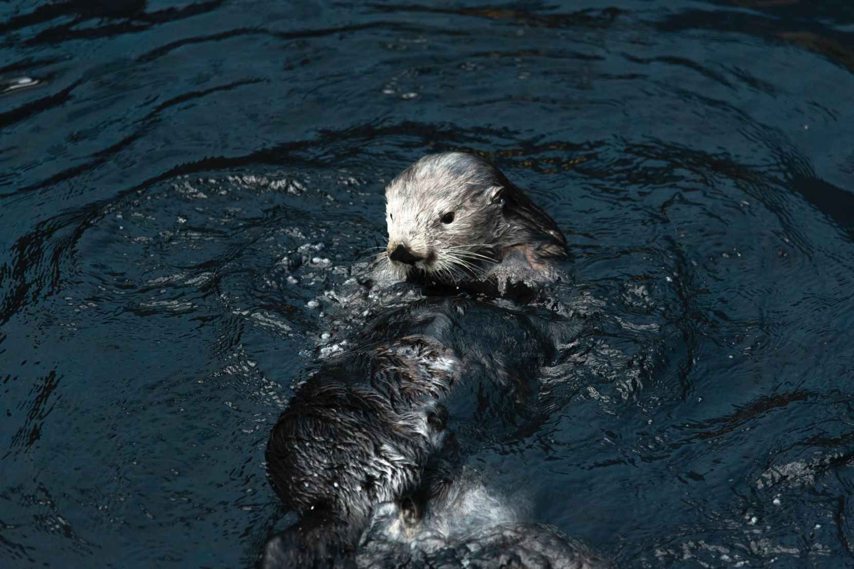 sea otter in water grooming itself